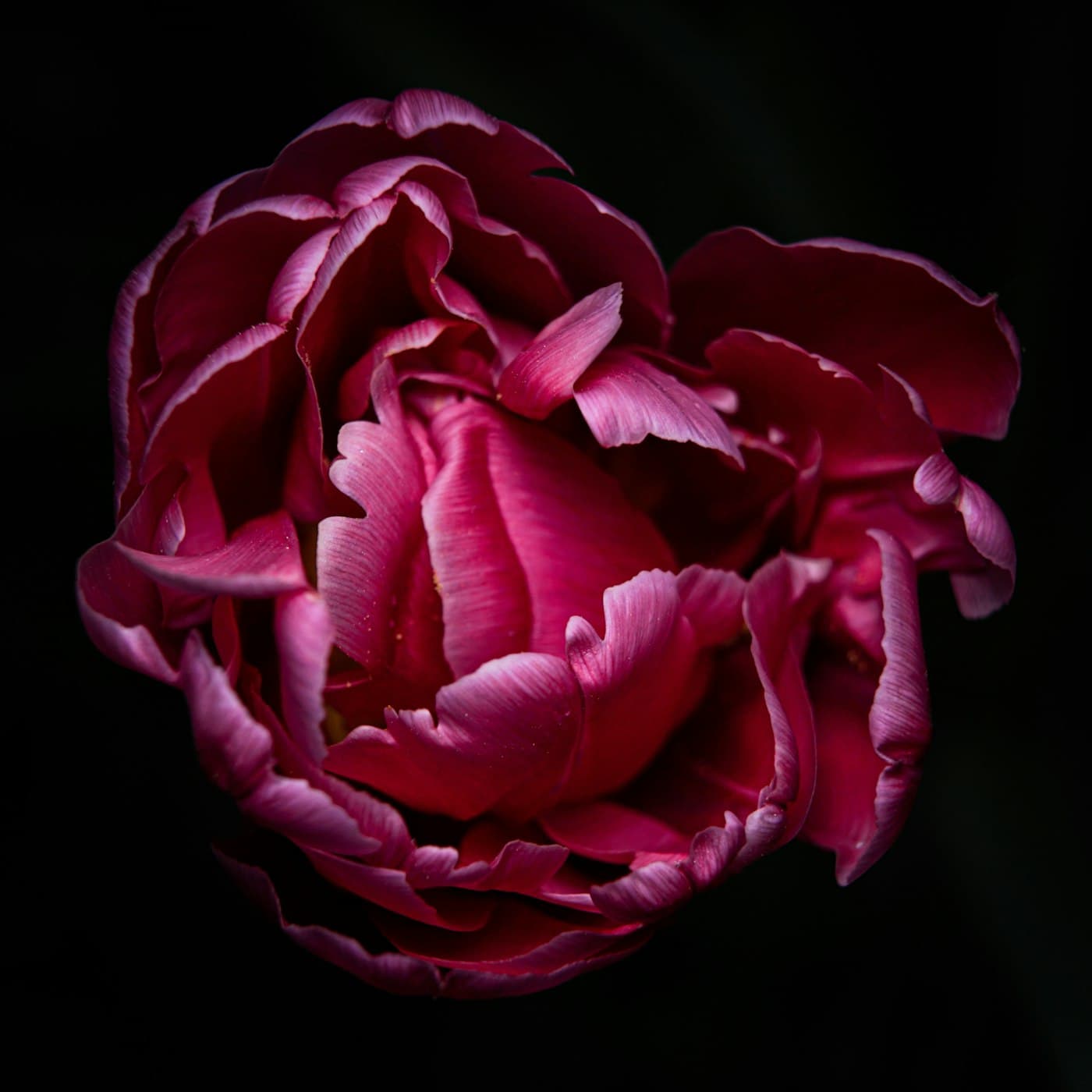 A deep pink rose